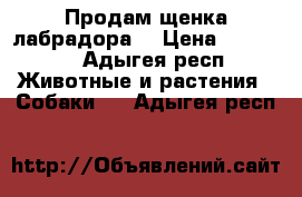 Продам щенка лабрадора  › Цена ­ 10 000 - Адыгея респ. Животные и растения » Собаки   . Адыгея респ.